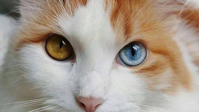 猫是“独行侠”所以才不担心寂寞？70%的猫肯定会患上分离的过程焦虑症！(图2)