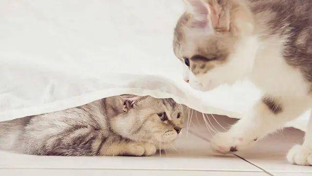 猫是“独行侠”所以才不担心寂寞？70%的猫肯定会患上分离的过程焦虑症！(图4)