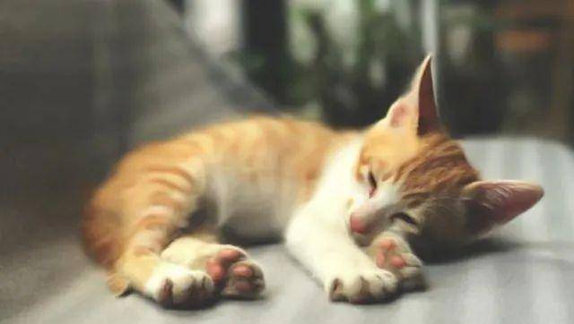 猫是“独行侠”所以才不担心寂寞？70%的猫肯定会患上分离的过程焦虑症！(图6)