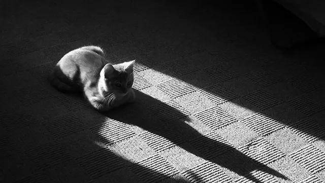 猫是“独行侠”所以才不担心寂寞？70%的猫肯定会患上分离的过程焦虑症！(图5)