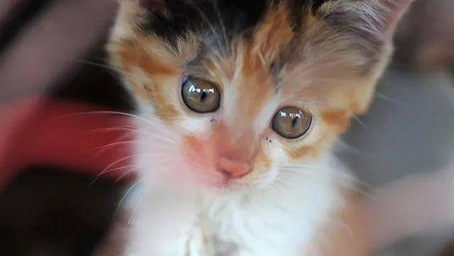 猫是“独行侠”所以才不担心寂寞？70%的猫肯定会患上分离的过程焦虑症！(图7)
