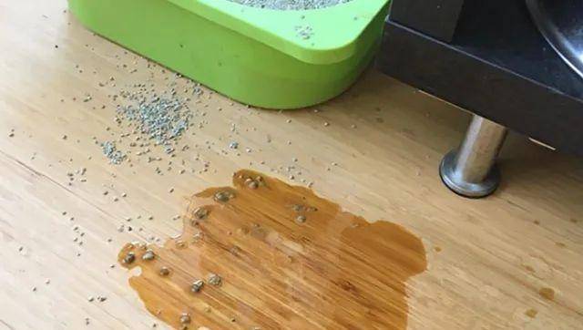猫是“独行侠”所以才不担心寂寞？70%的猫肯定会患上分离的过程焦虑症！(图8)