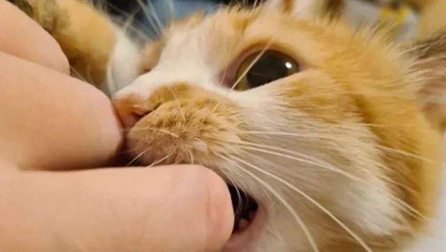 猫是“独行侠”所以才不担心寂寞？70%的猫肯定会患上分离的过程焦虑症！(图9)