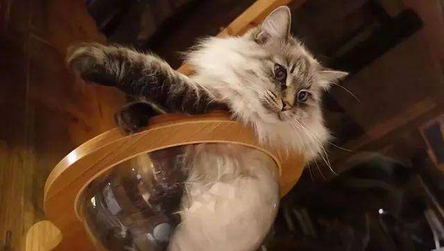 猫是“独行侠”所以才不担心寂寞？70%的猫肯定会患上分离的过程焦虑症！(图11)