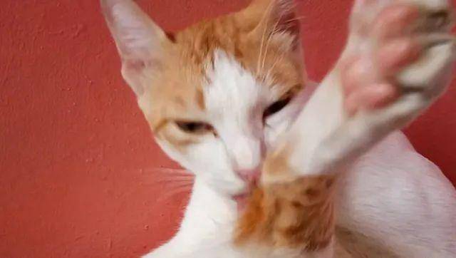 猫是“独行侠”所以才不担心寂寞？70%的猫肯定会患上分离的过程焦虑症！(图10)