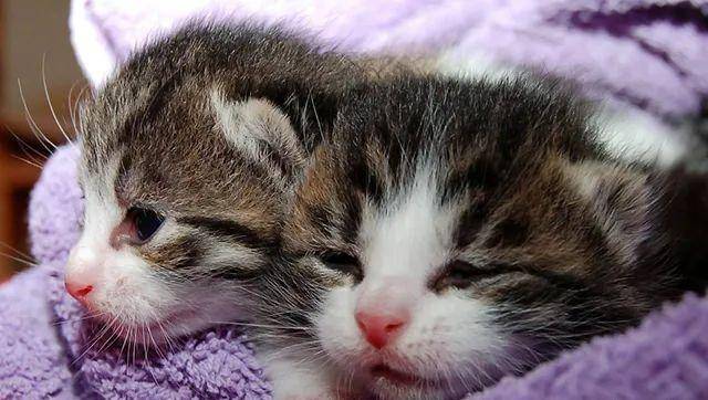 猫是“独行侠”所以才不担心寂寞？70%的猫肯定会患上分离的过程焦虑症！(图12)