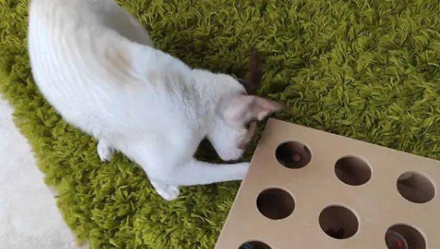 猫是“独行侠”所以才不担心寂寞？70%的猫肯定会患上分离的过程焦虑症！(图13)