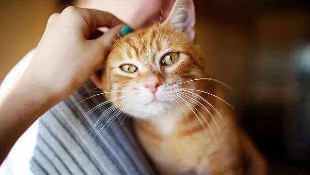 猫是“独行侠”所以才不担心寂寞？70%的猫肯定会患上分离的过程焦虑症！(图16)