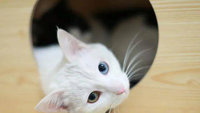 猫是“独行侠”所以才不担心寂寞？70%的猫肯定会患上分离的过程焦虑症！(图17)