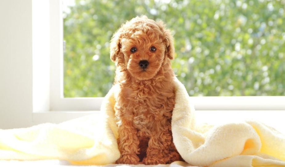 怎么样才能训练什么贵宾犬 速来议论纷纷“别人家的犬”(图2)