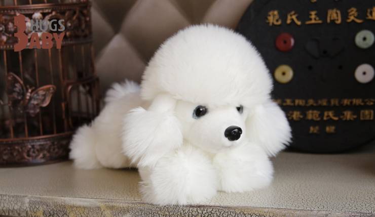 怎么样才能训练什么贵宾犬 速来议论纷纷“别人家的犬”(图1)