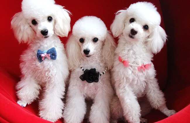 怎么样才能训练什么贵宾犬 速来议论纷纷“别人家的犬”(图3)