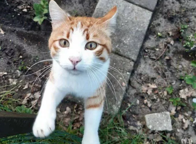 猫咪发现自己有流浪猫经常会来自己家乞讨吃 对它百般忍耐照看并收它当小弟(图1)