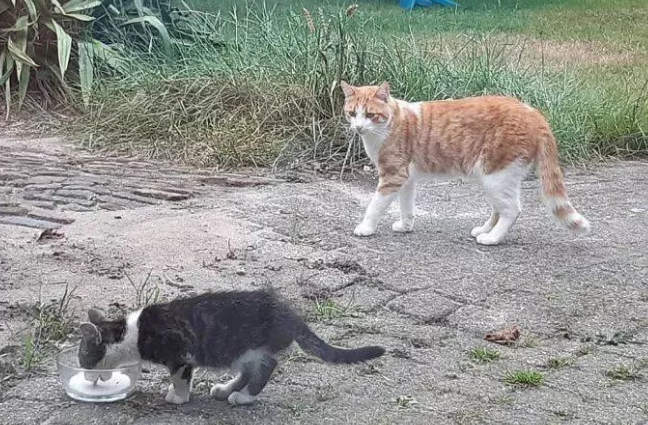 猫咪发现自己有流浪猫经常会来自己家乞讨吃 对它百般忍耐照看并收它当小弟(图3)