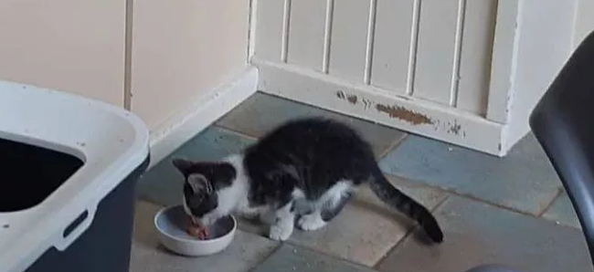 猫咪发现自己有流浪猫经常会来自己家乞讨吃 对它百般忍耐照看并收它当小弟(图2)
