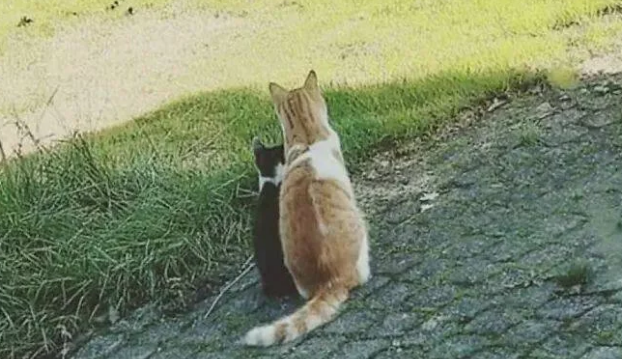 猫咪发现自己有流浪猫经常会来自己家乞讨吃 对它百般忍耐照看并收它当小弟(图4)