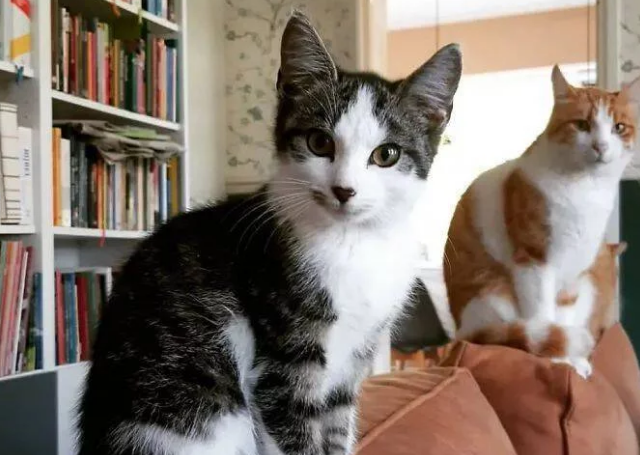 猫咪发现自己有流浪猫经常会来自己家乞讨吃 对它百般忍耐照看并收它当小弟(图5)
