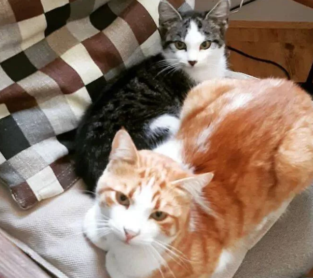 猫咪发现自己有流浪猫经常会来自己家乞讨吃 对它百般忍耐照看并收它当小弟(图6)
