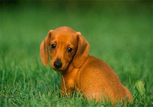 腊肠犬什么呢颜色建议 毛发夺人心(图2)