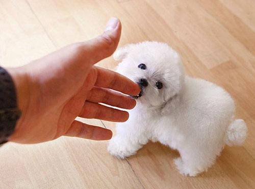 茶杯犬需要遛吗？你是不是狗都要遛(图1)