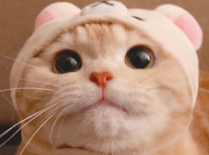隔壁邻居家在闹别扭 家猫站在沙发上小声说话：好兴奋 会不会打过来啊？(图2)