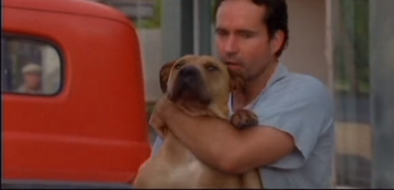 跪求比特犬的电影 威猛中彰显温馨(图2)