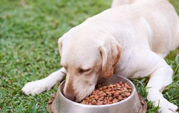 小狗吃什么最好是？(图1)