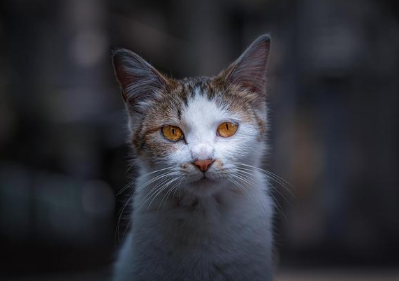 浙江截获1000余只猫 运猫车去向是广东 你还敢散养猫吗？(图2)