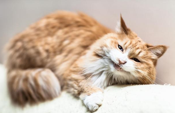 浙江截获1000余只猫 运猫车去向是广东 你还敢散养猫吗？(图1)