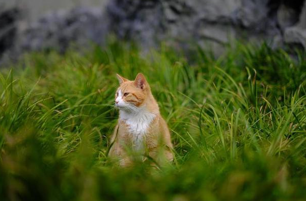 浙江截获1000余只猫 运猫车去向是广东 你还敢散养猫吗？(图3)