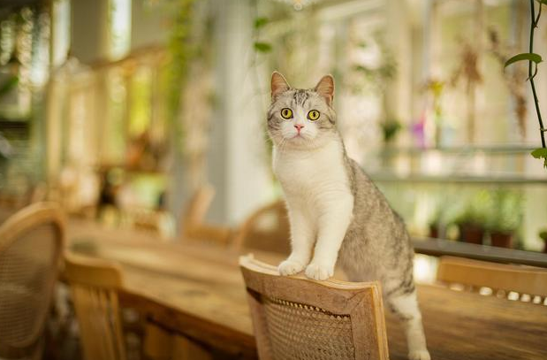 浙江截获1000余只猫 运猫车去向是广东 你还敢散养猫吗？(图4)