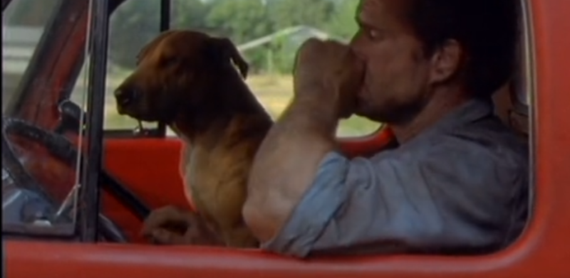 关于比特犬的电影 凶猛中不失温馨(图1)