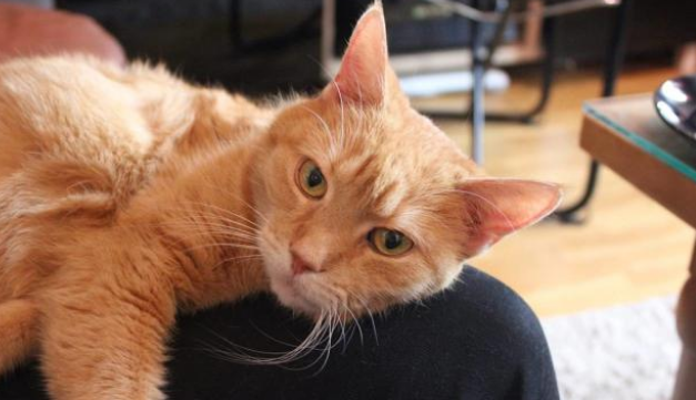 爱猫的人运气肯定不会太差！流浪汉起死回生流浪猫 意外获得一份工作机会(图1)