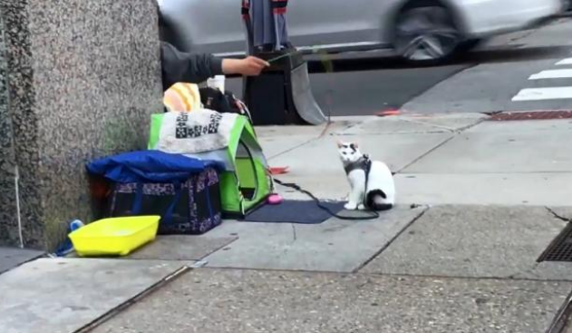爱猫的人运气肯定不会太差！流浪汉起死回生流浪猫 意外获得一份工作机会(图3)