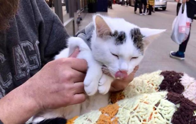 爱猫的人运气肯定不会太差！流浪汉起死回生流浪猫 意外获得一份工作机会(图4)