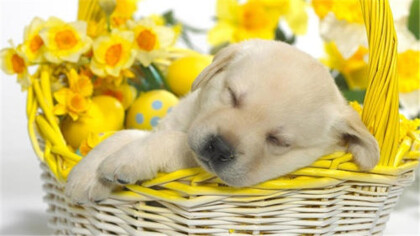 狗中暑怎末治疗(图1)