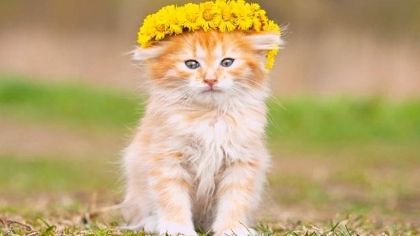 母猫对公猫要比较熟悉半个月(图1)