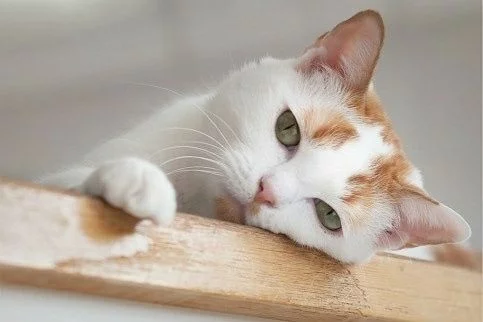 女主捡了回来三只小猫 因没经验不得不丢给狸花猫代养 家猫：对坐数来宝(图2)