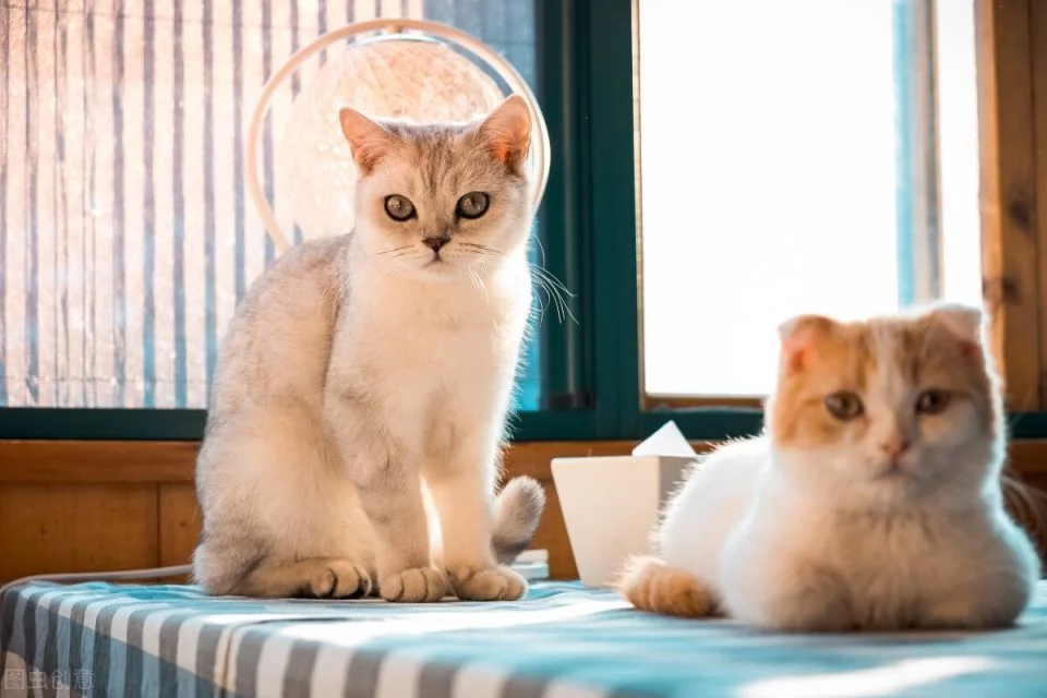 女主捡了回来三只小猫 因没经验不得不丢给狸花猫代养 家猫：对坐数来宝(图1)