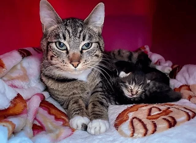 女主捡了回来三只小猫 因没经验不得不丢给狸花猫代养 家猫：对坐数来宝(图4)
