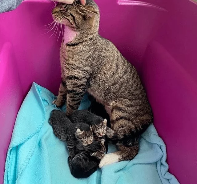 女主捡了回来三只小猫 因没经验不得不丢给狸花猫代养 家猫：对坐数来宝(图3)