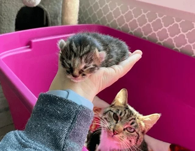 女主捡了回来三只小猫 因没经验不得不丢给狸花猫代养 家猫：对坐数来宝(图5)