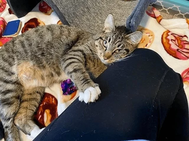 女主捡了回来三只小猫 因没经验不得不丢给狸花猫代养 家猫：对坐数来宝(图6)
