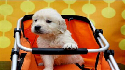 母狗像是节育后果吗(图1)