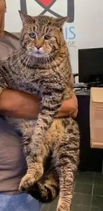 胖猫养殖全过程|一只24.5斤重的肥猫是怎末可以养成的？(图1)