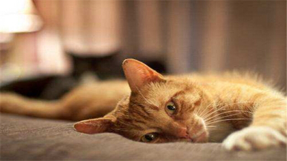 新生小猫多久排便排尿(图1)