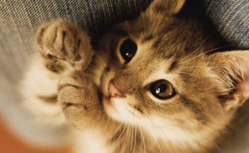 宠物猫去医院注射疫苗死忙主人那些要求医院赔偿损失(图1)