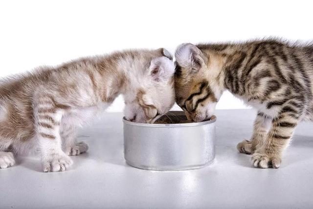 猫咪吃那些个食物 比猫粮还“营养” 还不忙不迭喂！(图1)