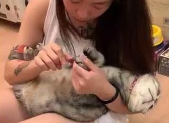 主人给猫咪剪指甲 猫咪靠在怀里一脸享受 网友敬佩：别人家的猫(图1)