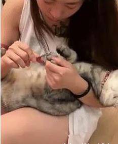 主人给猫咪剪指甲 猫咪靠在怀里一脸享受 网友敬佩：别人家的猫(图2)